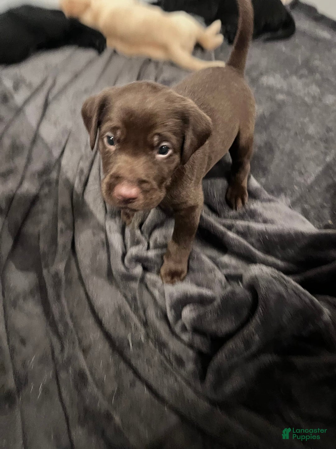 Labrador Retriever dogs for sale: Inzee Jr - Image 1