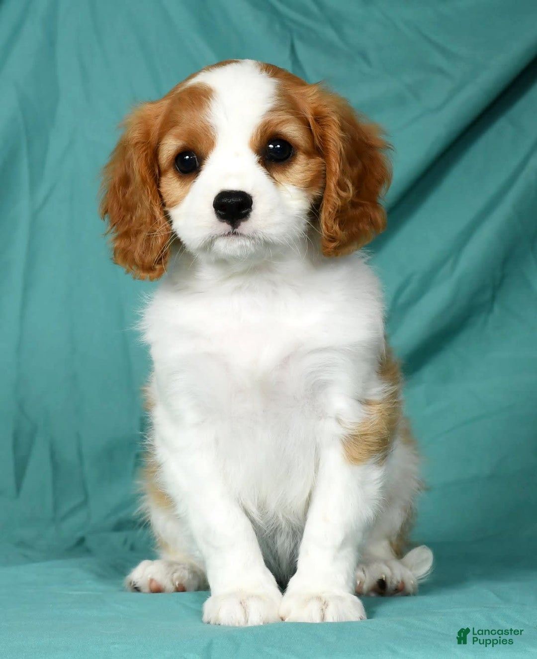 Cavalier King Charles Spaniel dogs for sale: Izzy - Image 5