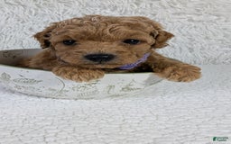 Mini Goldendoodle dogs for sale: Pixie Purple Collar Toy Size - Image 5