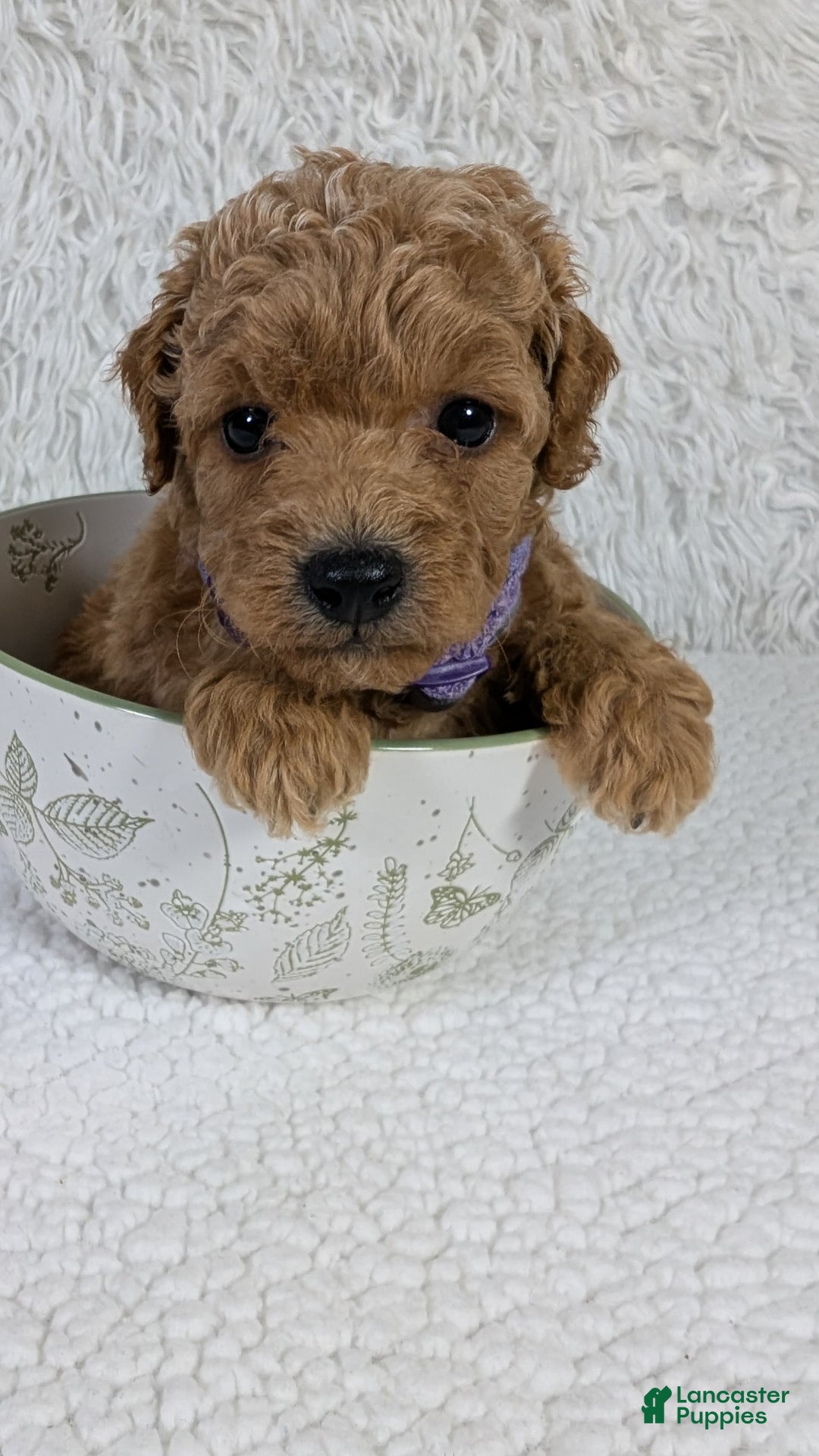 Mini Goldendoodle dogs for sale: Pixie Purple Collar Toy Size - Image 5