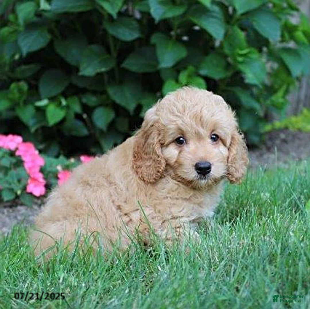 Cockapoo dogs for sale: Oscar - Image 3