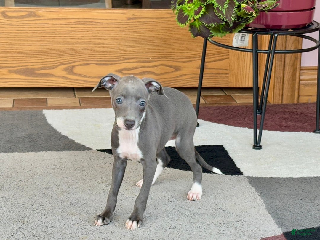Italian Greyhound dogs for sale: Kk - Image 4