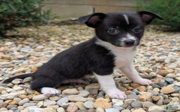 Pomchi dogs for sale: Pomchi 4 puppies - Image 5