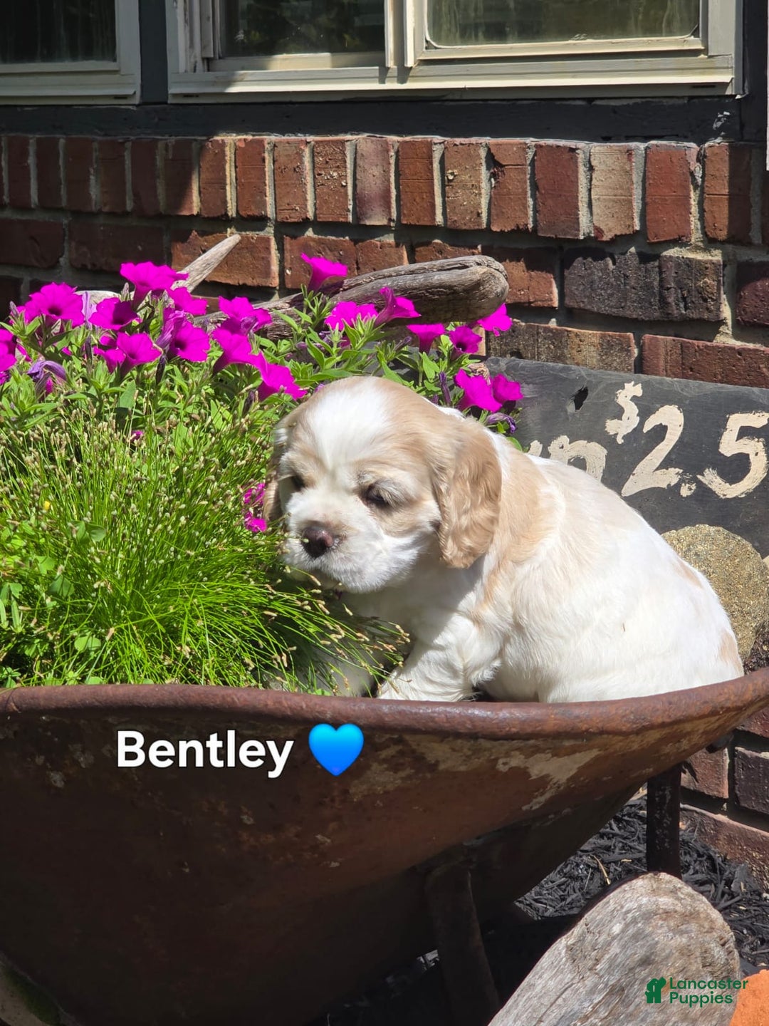 Cocker Spaniel dogs for sale: Bently - Image 3