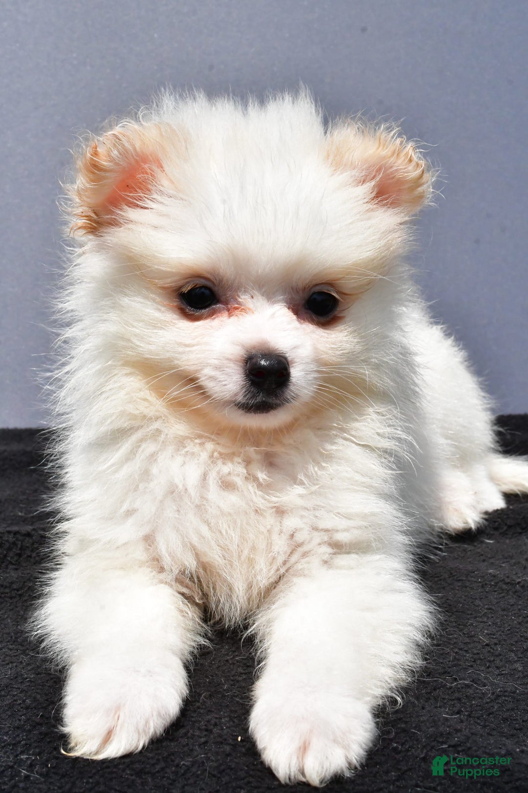 Pomeranian dogs for sale: Isabella - Image 3
