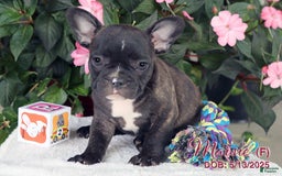 French Bulldog dogs for sale: French Bulldog 6 puppies - Image 10