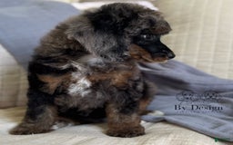 Standard Poodle dogs for sale: Adam - Image 9