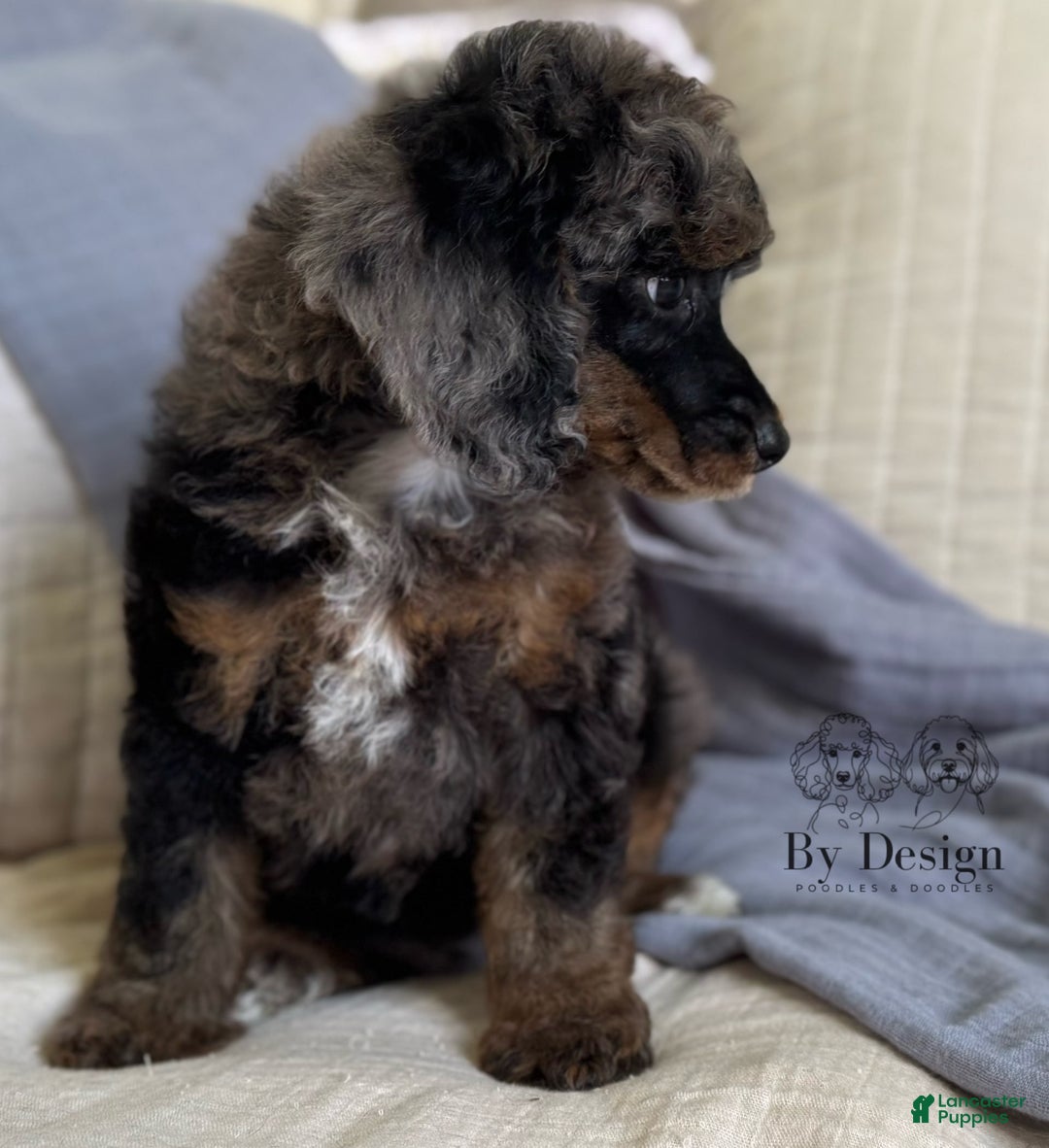 Standard Poodle dogs for sale: Adam - Image 9