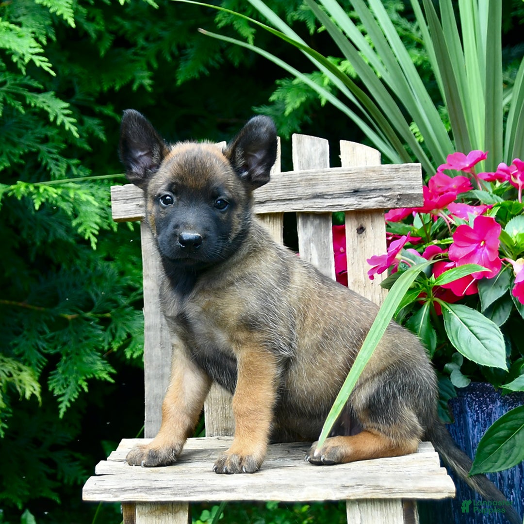 Belgian Malinois dogs for sale: Belgian Malinois 9 puppies - Image 19