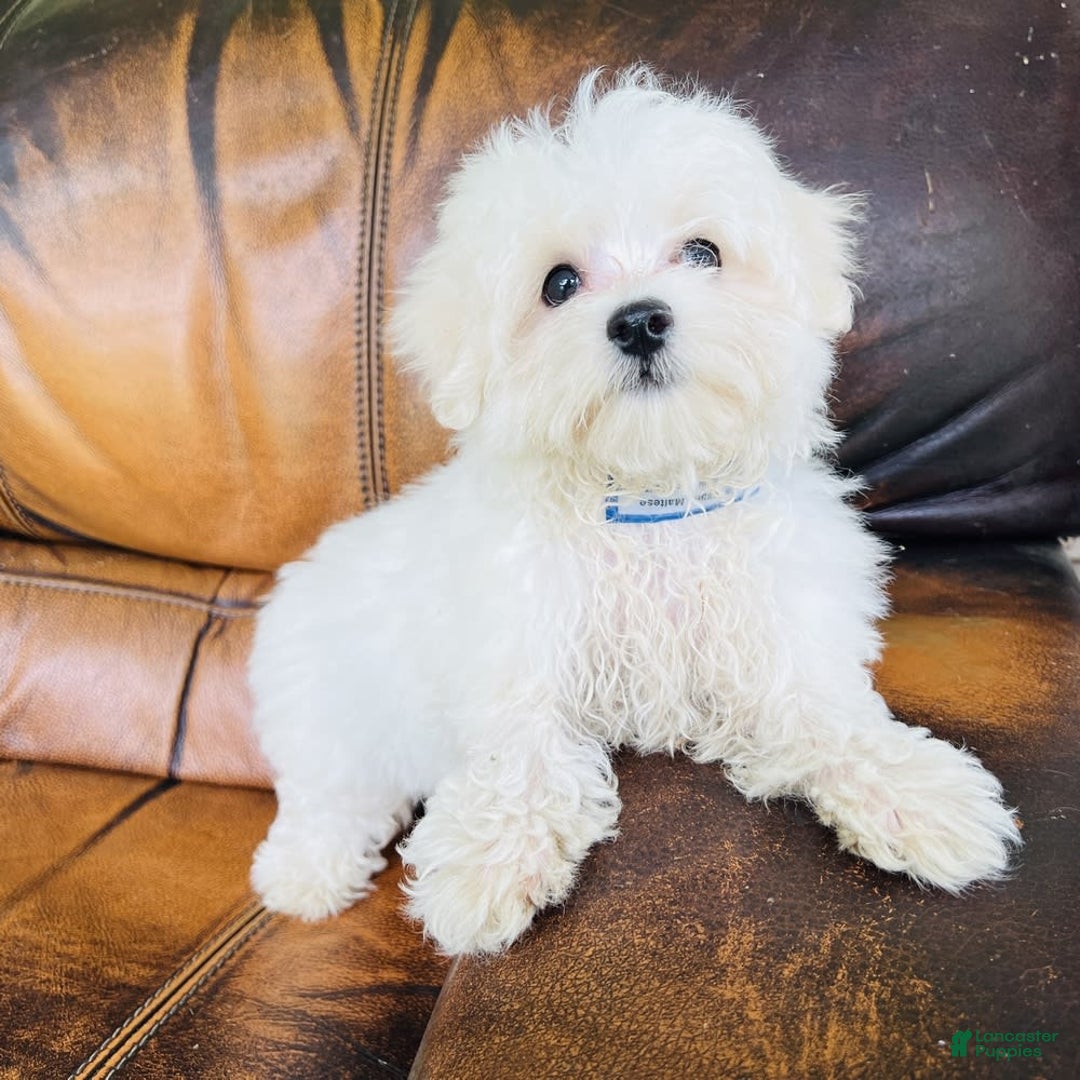 Maltese dogs for sale: Beau - Image 1