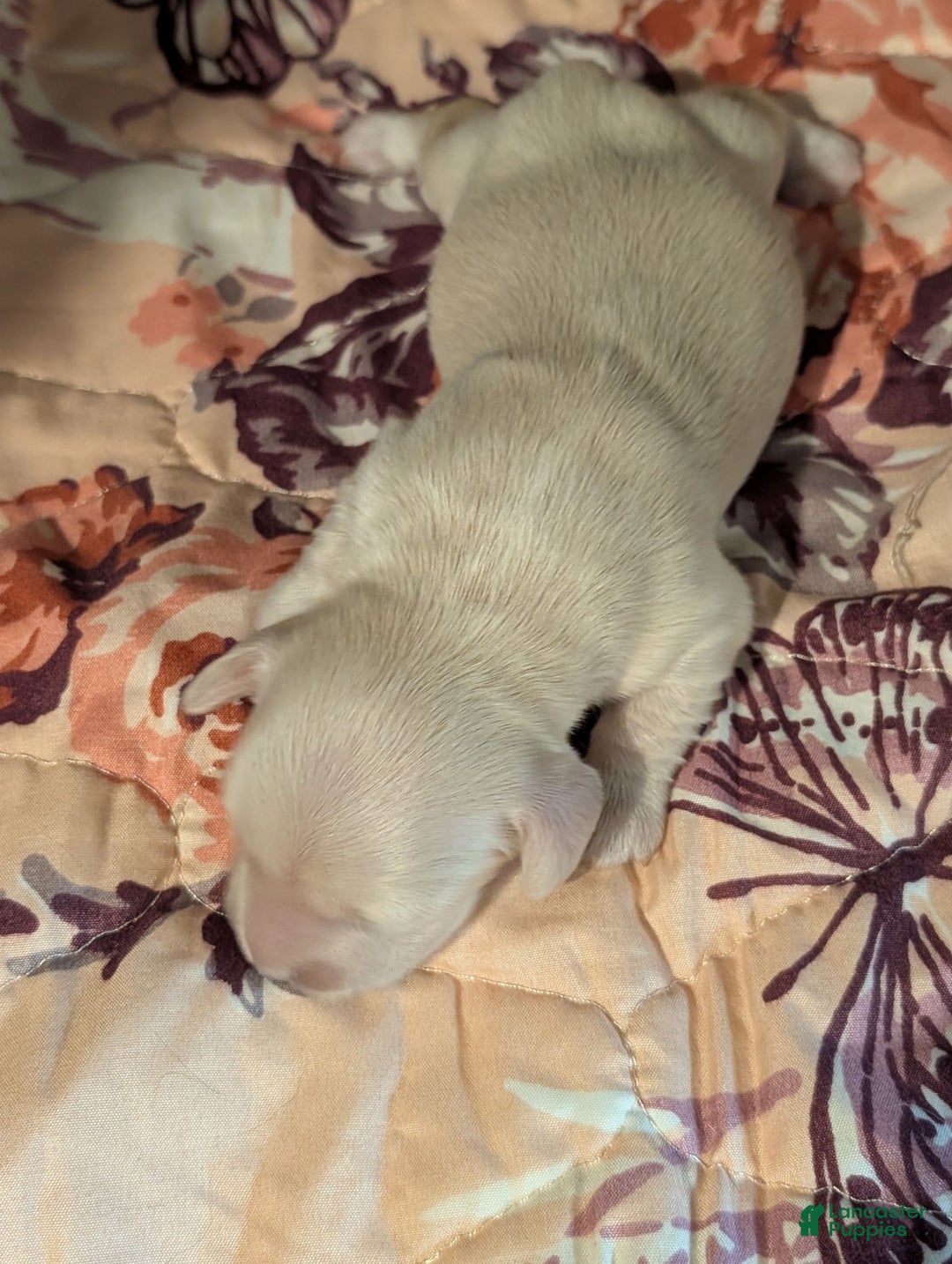 Miniature Dachshund dogs for sale: Berry Moon - Image 1