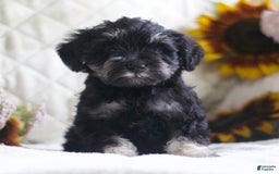 Miniature Schnauzer dogs for sale: Summer - Image 1