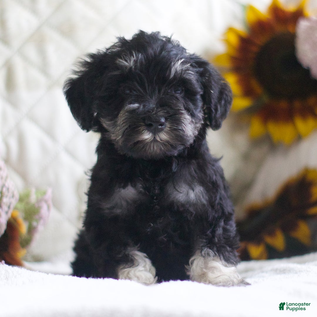 Miniature Schnauzer dogs for sale: Summer - Image 1