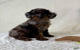 Cockapoo dogs for sale: Cockapoo 5 puppies - Image 24