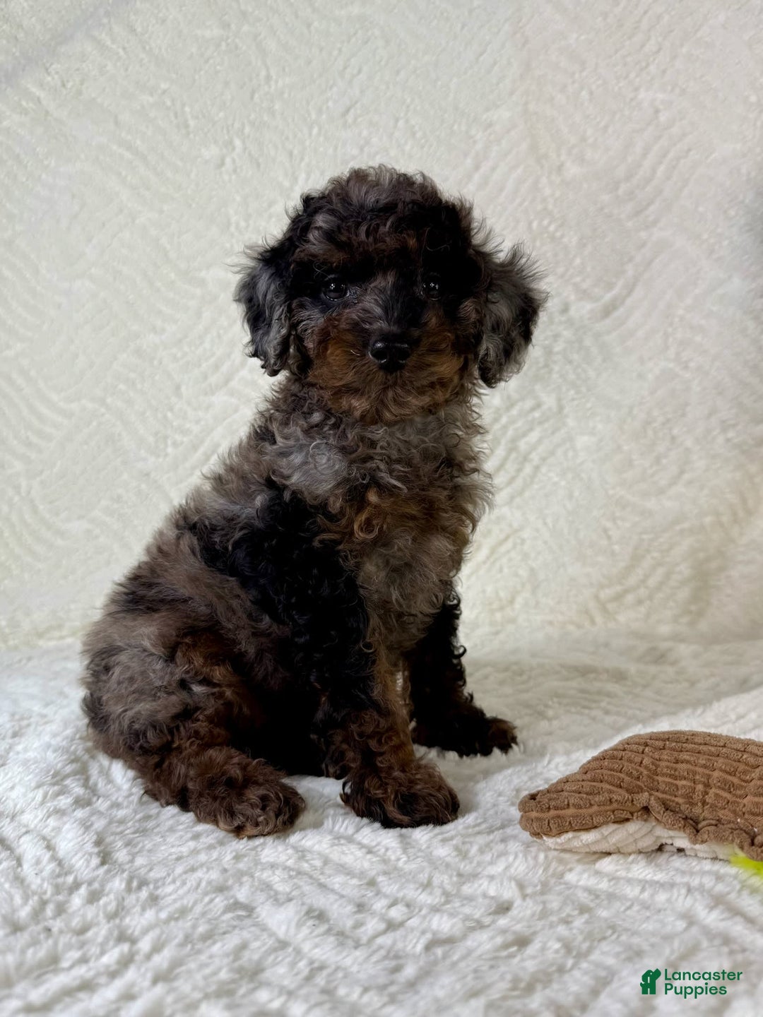 Cockapoo dogs for sale: Cockapoo 5 puppies - Image 24