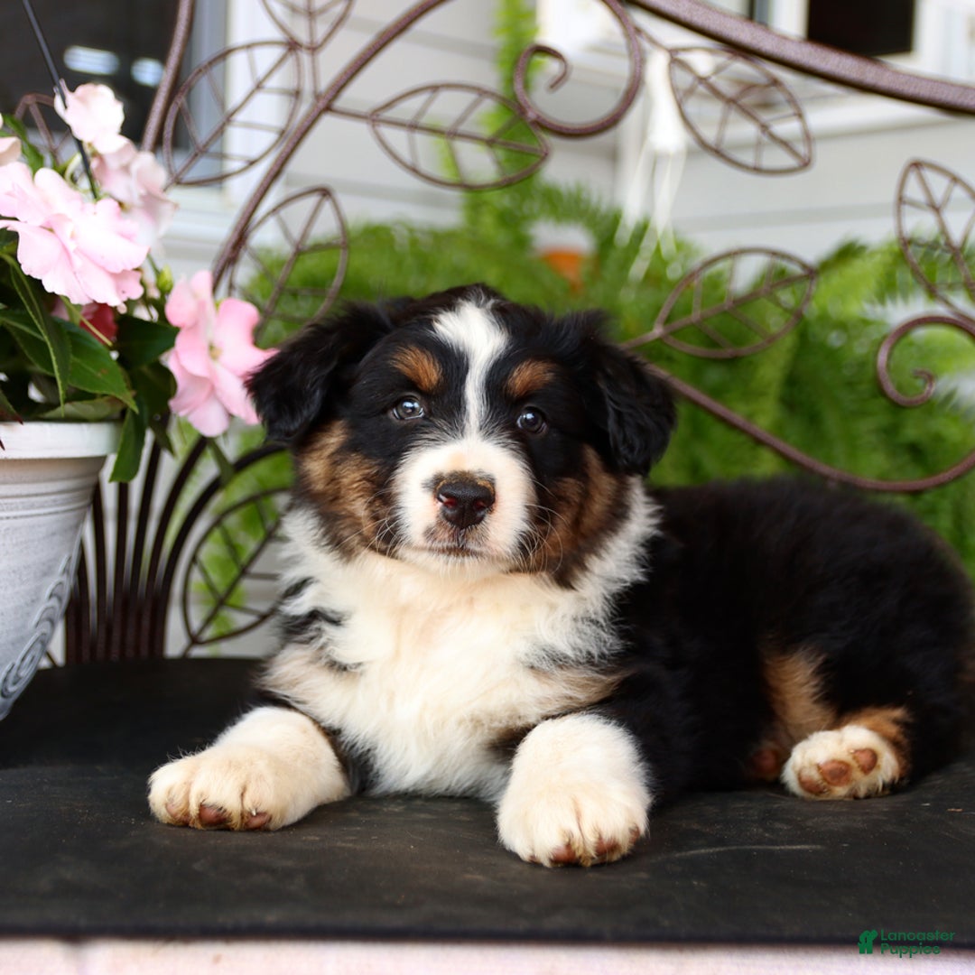 Australian Shepherd dogs for sale: Tango - Image 2