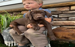 German Shorthaired Pointer dogs for sale: Jody - Image 4