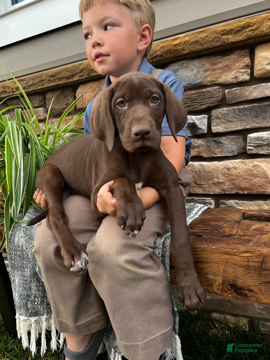 German Shorthaired Pointer dogs for sale: Jody - Image 4