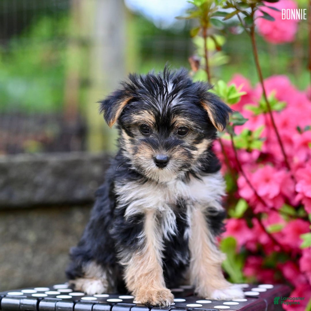 Morkie dogs for sale: Bonnie - Image 9