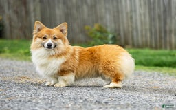 Welsh Corgi Pembroke dogs for sale: Abigail - Image 8