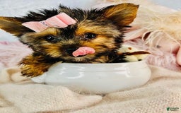 Yorkshire Terrier dogs for sale: Jackie - Image 2