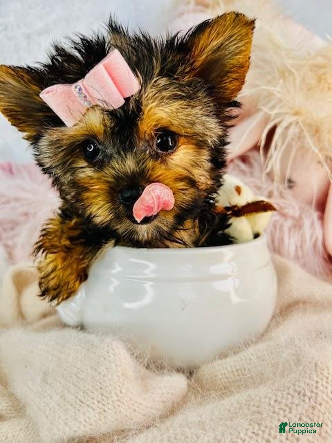 Yorkshire Terrier dogs for sale: Jackie - Image 2