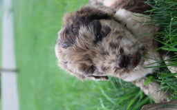 Newfoundland dogs for sale: Nugget - Image 3