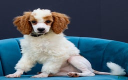 Standard Poodle dogs for sale: Rainay - Image 9