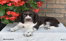 English Springer Spaniel dogs for sale: Chief - Image 3