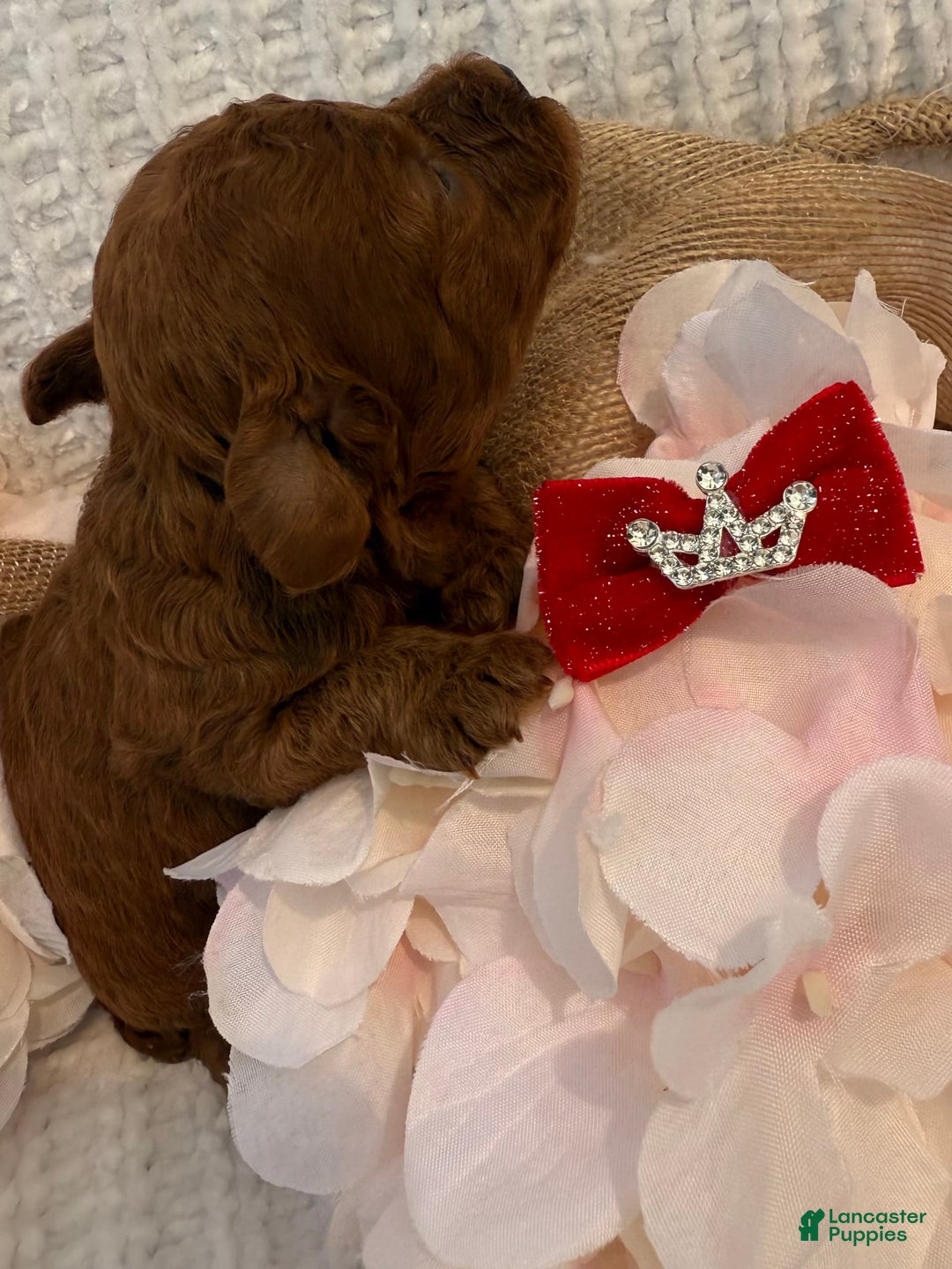 Toy Poodle dogs for sale: Dulce - Image 2