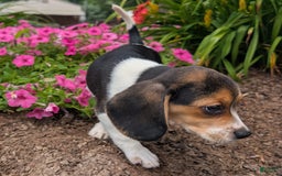 Beagle dogs for sale: Hazelnut - Image 3
