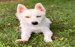 Pomsky dogs for sale: Aden - Image 22