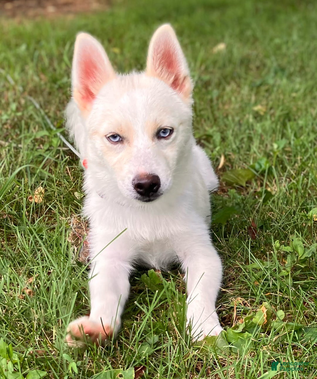 Pomsky dogs for sale: Aden - Image 22