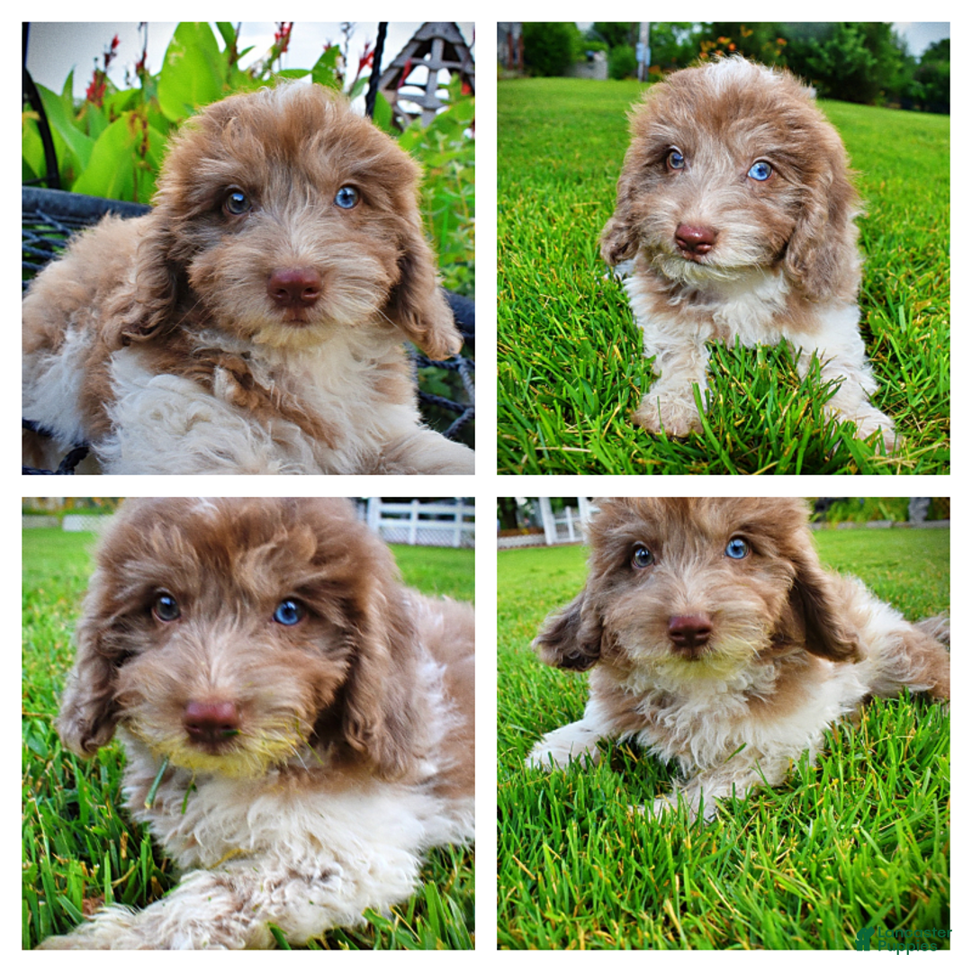 Havapoo dogs for sale: Bambam - Image 8