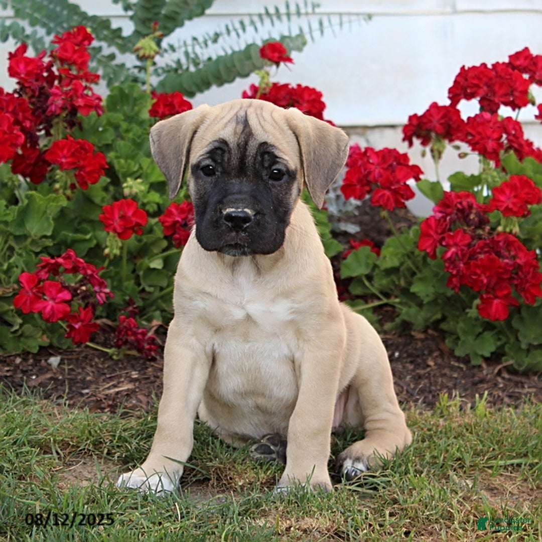 Cane Corso dogs for sale: Daisy - Image 1