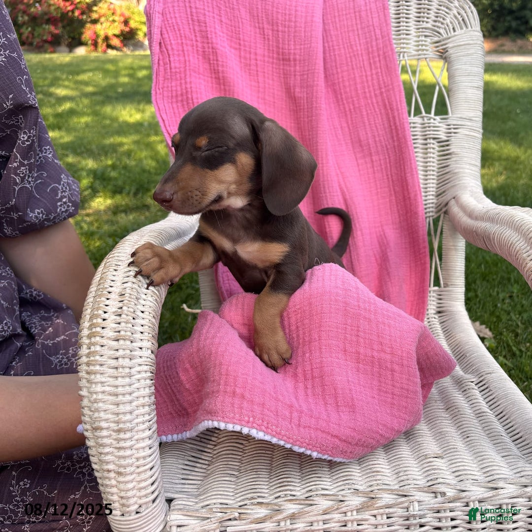 Miniature Dachshund dogs for sale: Mike - Image 3