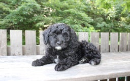 Mini Goldendoodle dogs for sale: Keith - Image 5