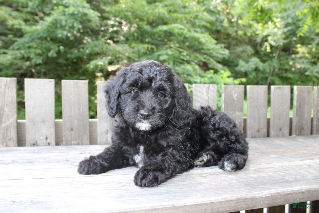 Mini Goldendoodle dogs for sale: Keith - Image 5