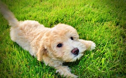 Havapoo dogs for sale: Wags - Image 28