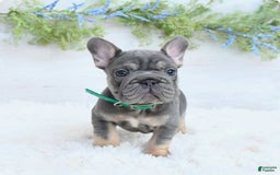 French Bulldog dogs for sale: Madison - Image 2