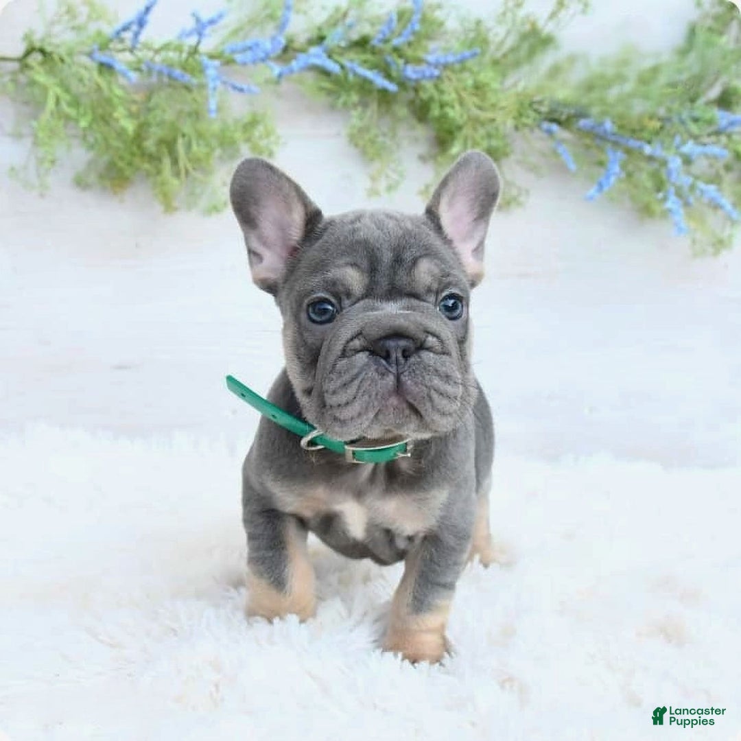 French Bulldog dogs for sale: Madison - Image 2