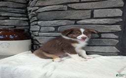 Australian Shepherd dogs for sale: Charlie - Image 3