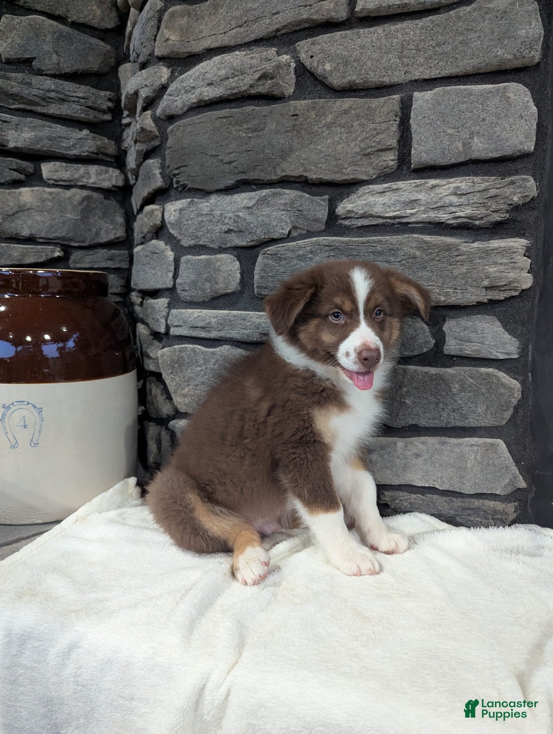 Australian Shepherd dogs for sale: Charlie - Image 3