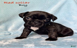 French Bulldog dogs for sale: Baxter - Image 3