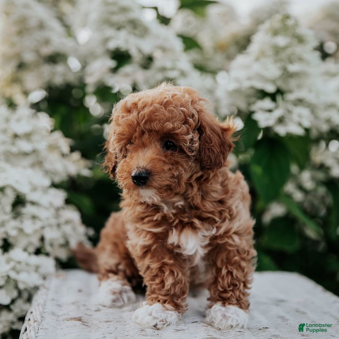 Miniature Poodle dogs for sale: Poppy - Image 9