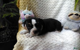 Olde English Bulldogge dogs for sale: Max - Image 3