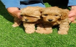 Maltipoo dogs for sale: Stacey - Image 1