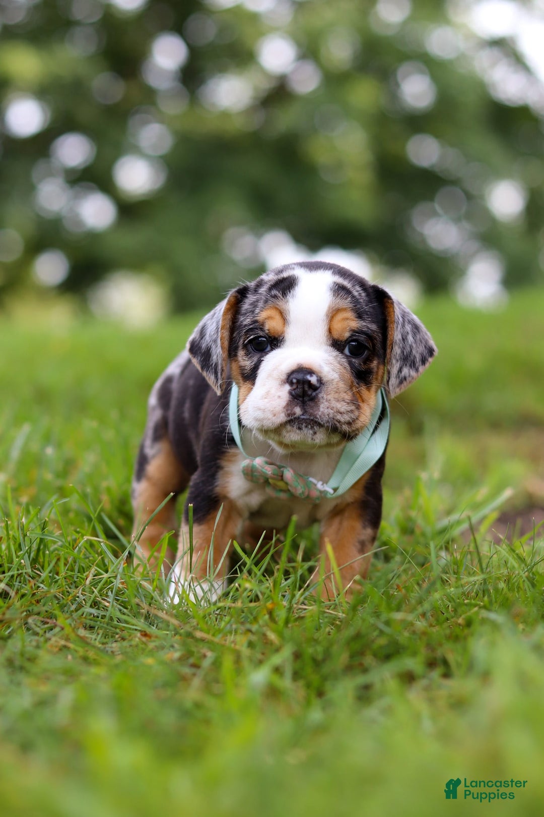 Beabull dogs for sale: Faith - Image 4