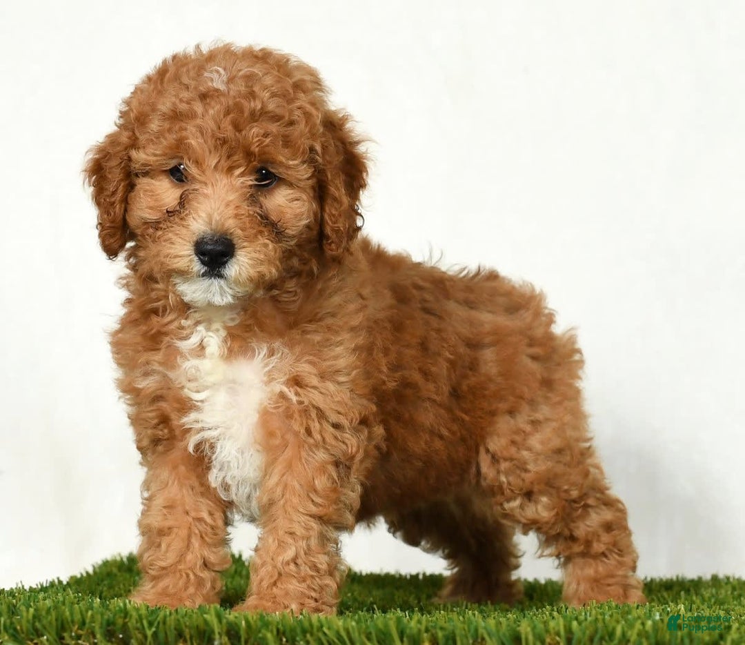 Mini Goldendoodle dogs for sale: Daisy - Image 8