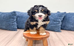 Mini Bernedoodle dogs for sale: Hazel - Image 11